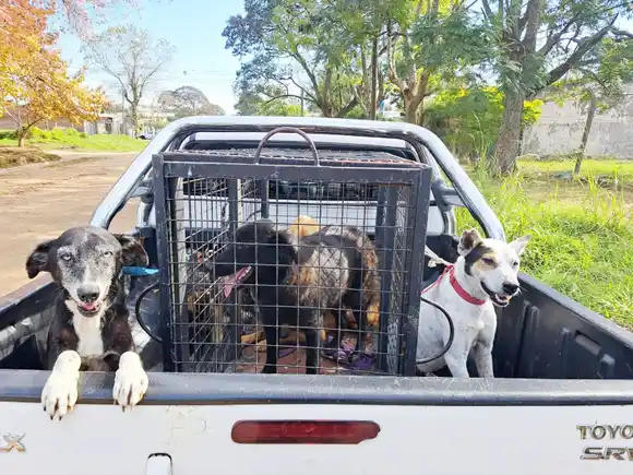 Secuestro de droga y armas. Un detenido y 23 animales rescatados