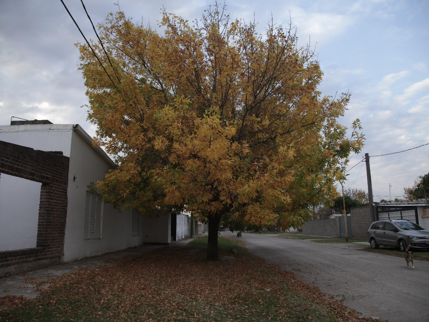 Las hojas del otoño no son basura  