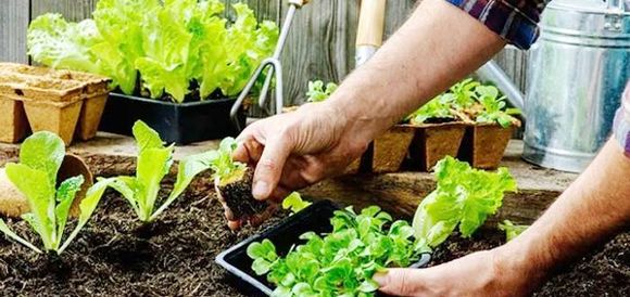 Nueve pasos para construir una huerta en tu casa