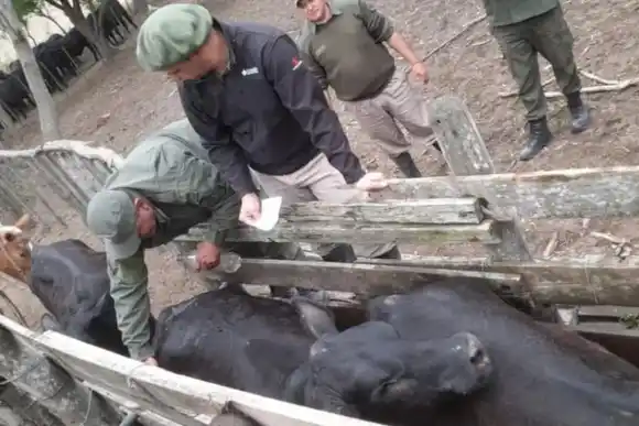 Imputaron a un presidente comunal de la región que está investigado por abigeato