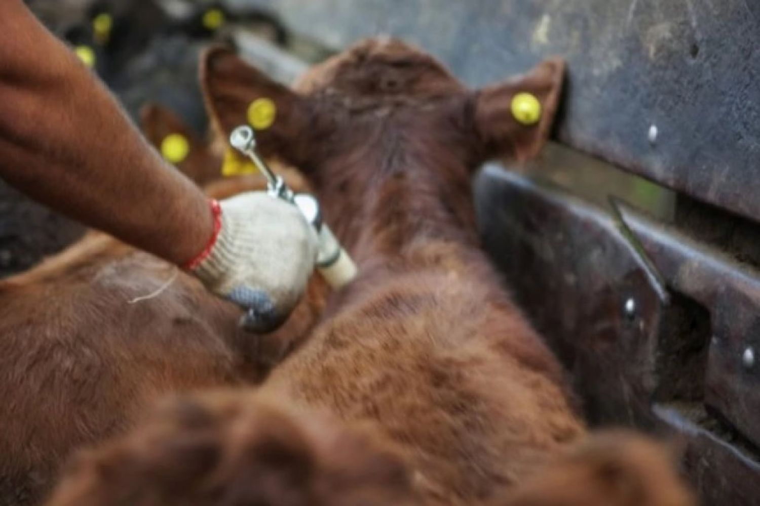 En octubre vence el plazo para reacreditarse en programas de sanidad animal