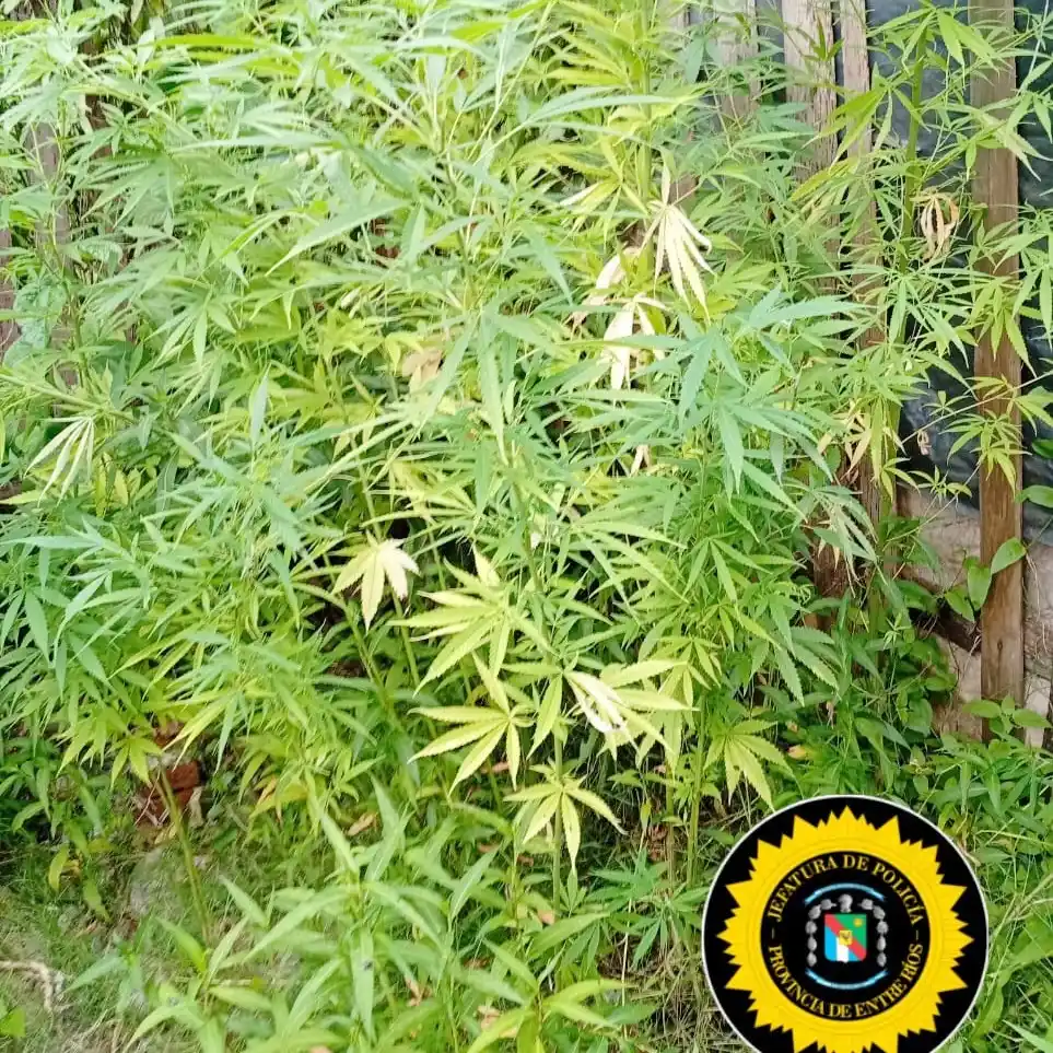 Allanamientos positivos: secuestro de droga, dinero y una moto robada