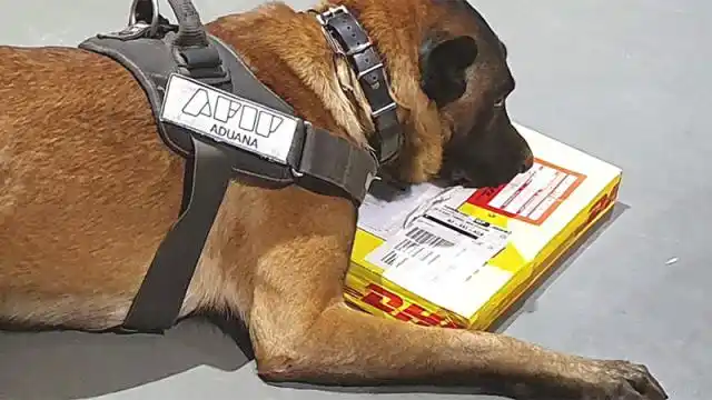 Perros de la Aduana detectaron cocaína y éxtasis en envíos postales