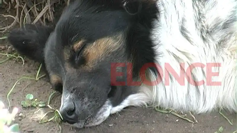 Lealtad sin fin: Cuida el nicho del policía que lo rescató del abandono