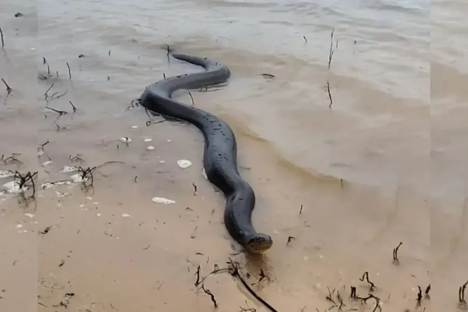 Santa Fe: encontraron una anaconda amarilla en la playa de la Costanera Este