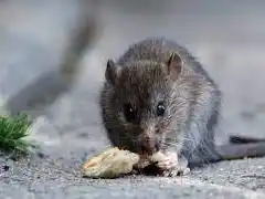 Santa Fe ya acumula 46 casos de leptospirosis.