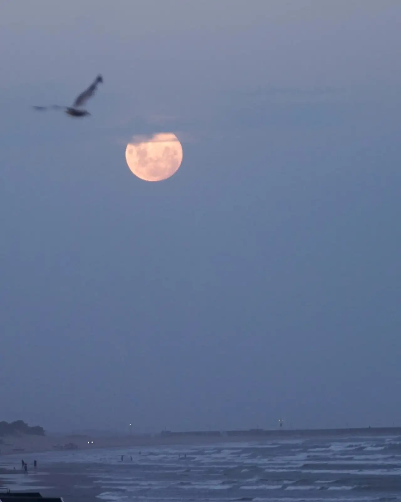 luna gaviota