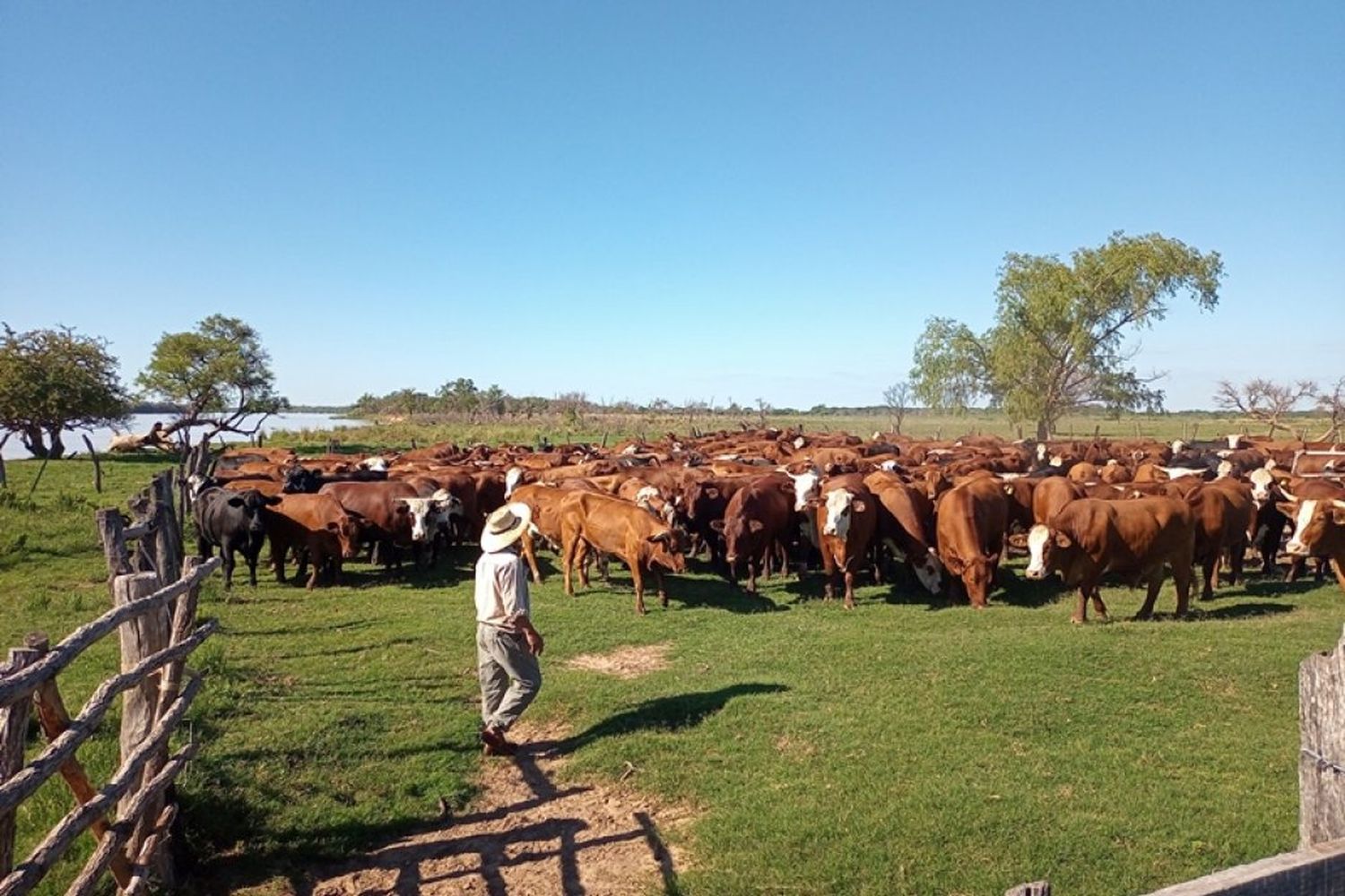 Habilitan la exportación de ganado vacuno en pie destinado a la faena para consumo