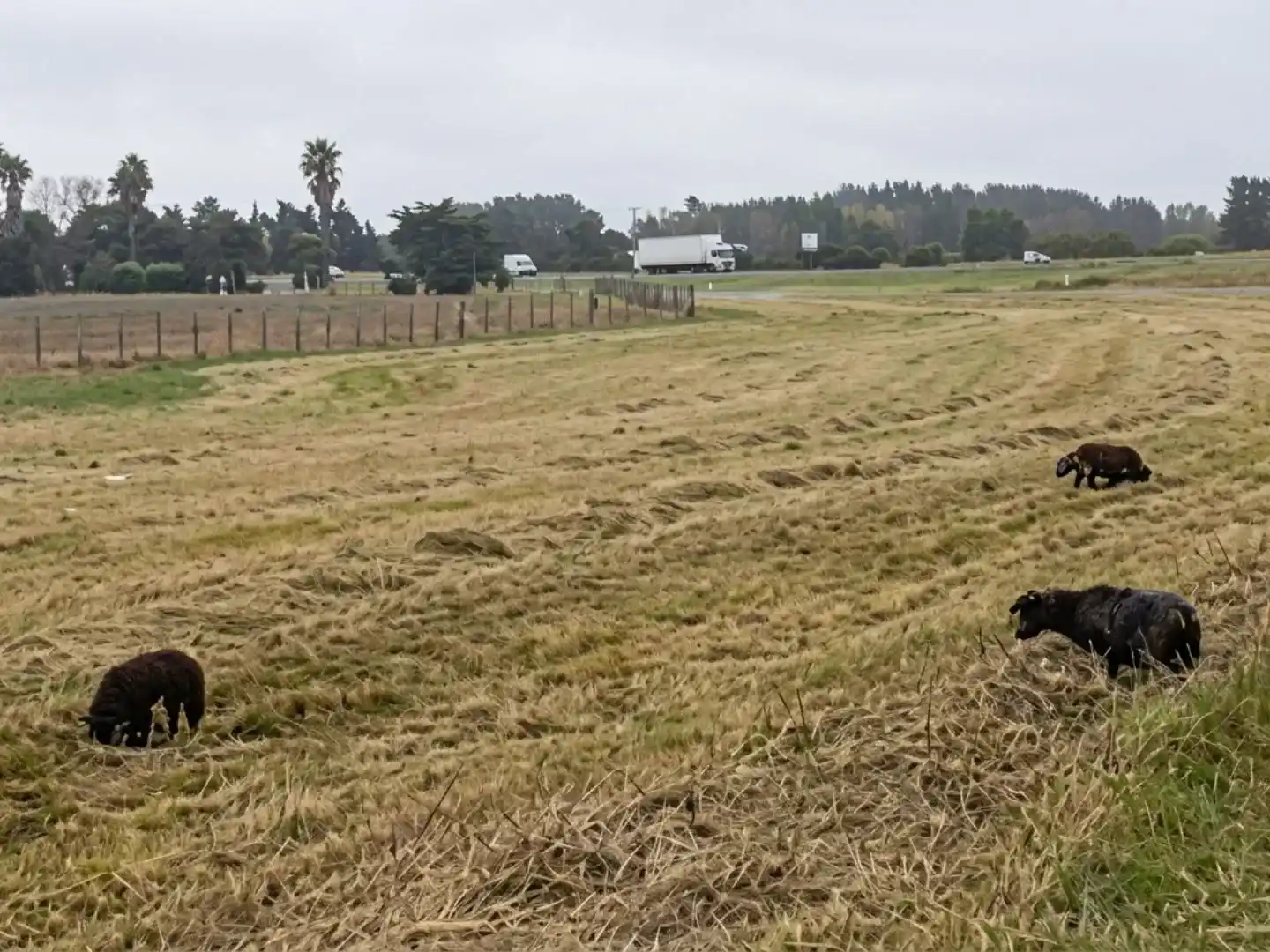 Algunos de los canes abandonados en cercanías al puente de la autopista ruta 9.