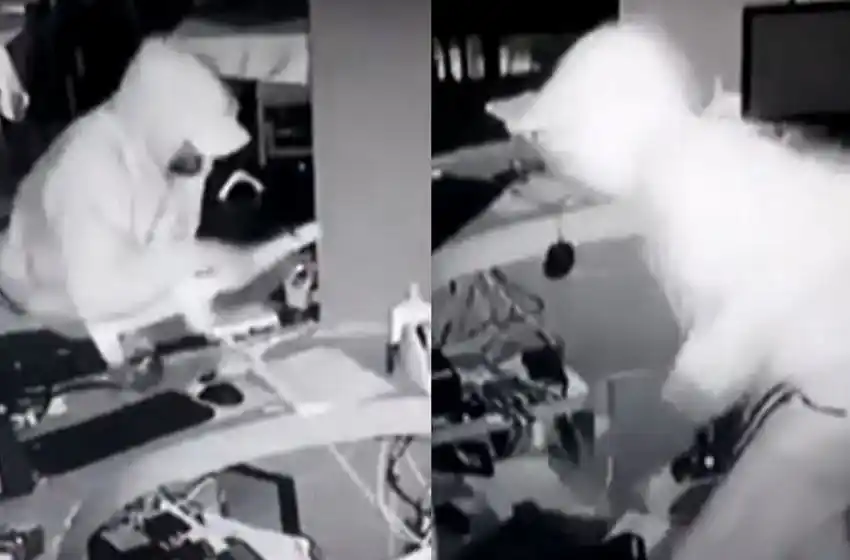 Le robaron tres veces, filmó a los ladrones y la policía no los detuvo