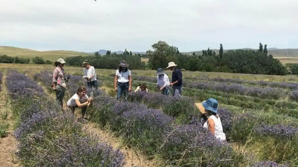 lavanda coronel suarez