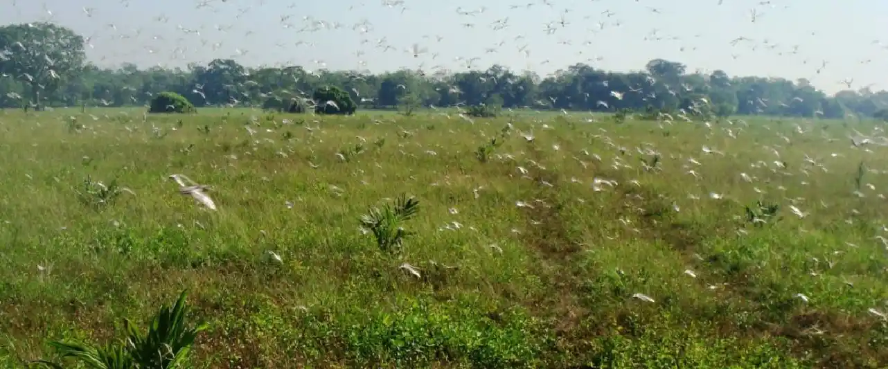 Una plaga de langostas azota África