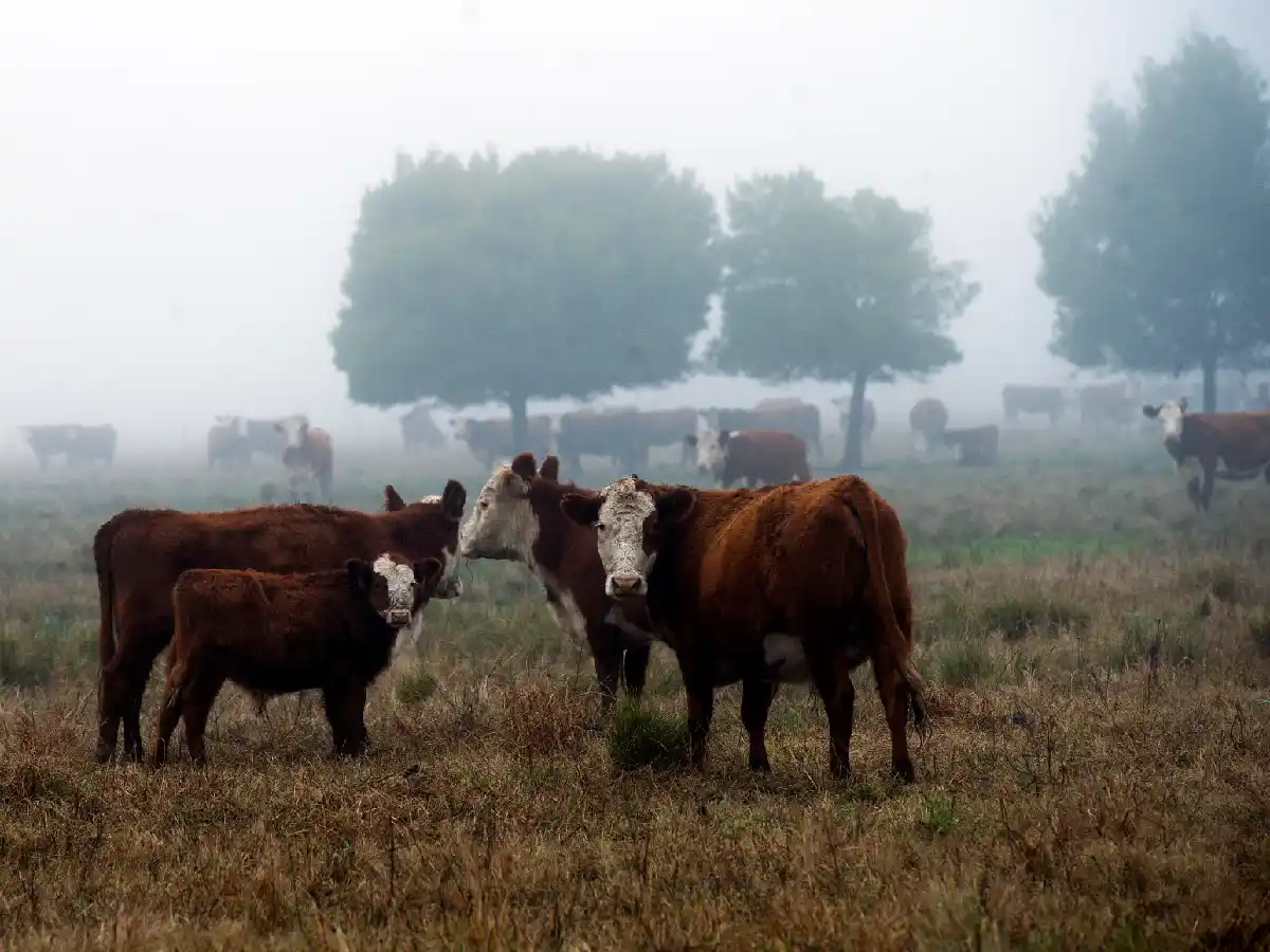  "El precio de la hacienda se desmoronó, pero en las góndolas no se refleja"