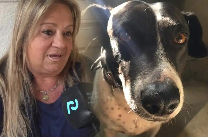 Video: la intimidad de Blanqui, el «Perro Vaca», contada por su dueña