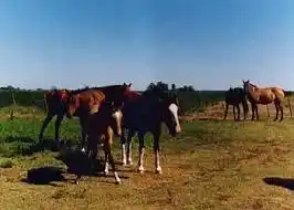 ESTANCIA LA LARGA