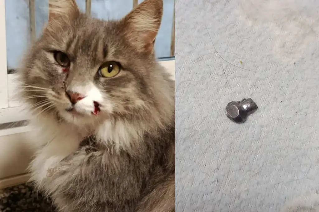 gatito balines