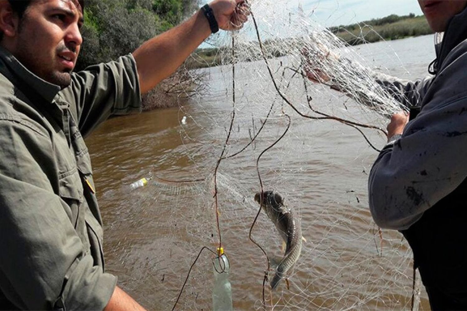 Cultivan peces para controlar poblaciones de mosquitos