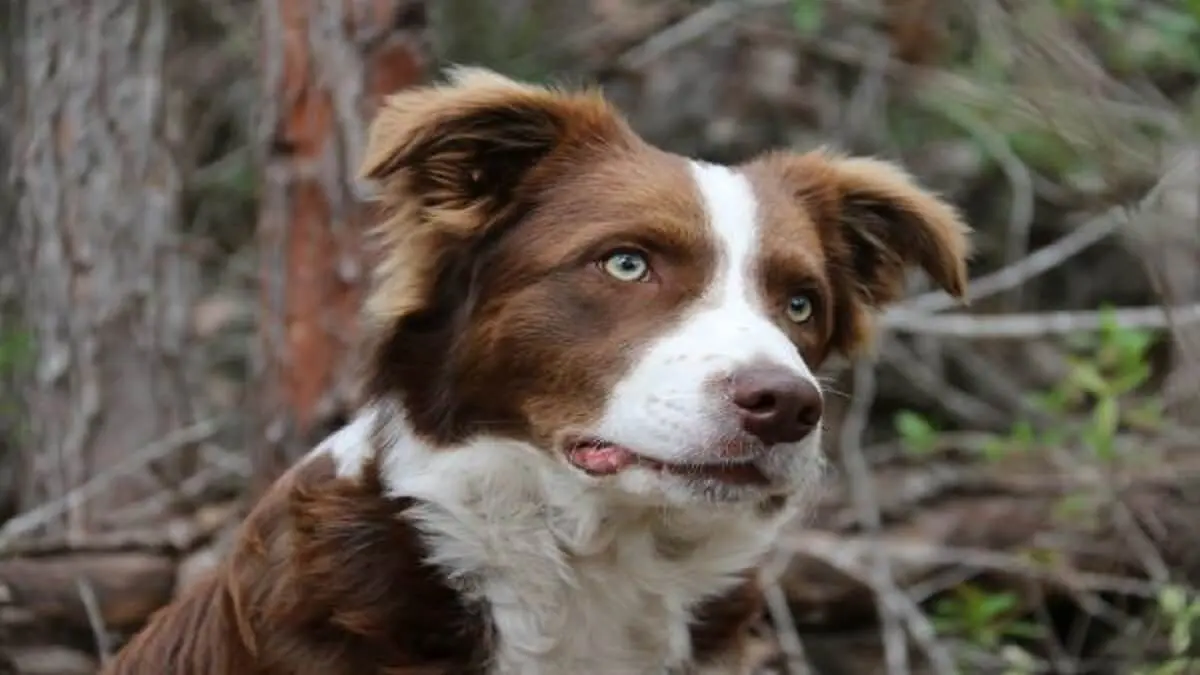 Si  crees que «firu» casi te habla, no estás loco: detectan crecimiento  del cerebro de los perros