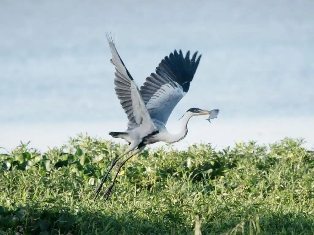 Avistaje de aves, excursiones y educación ambiental en el Parque nacional El Palmar