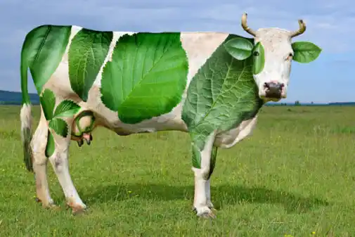 Leches vegetales: nada de leche y muy poco de vegetales