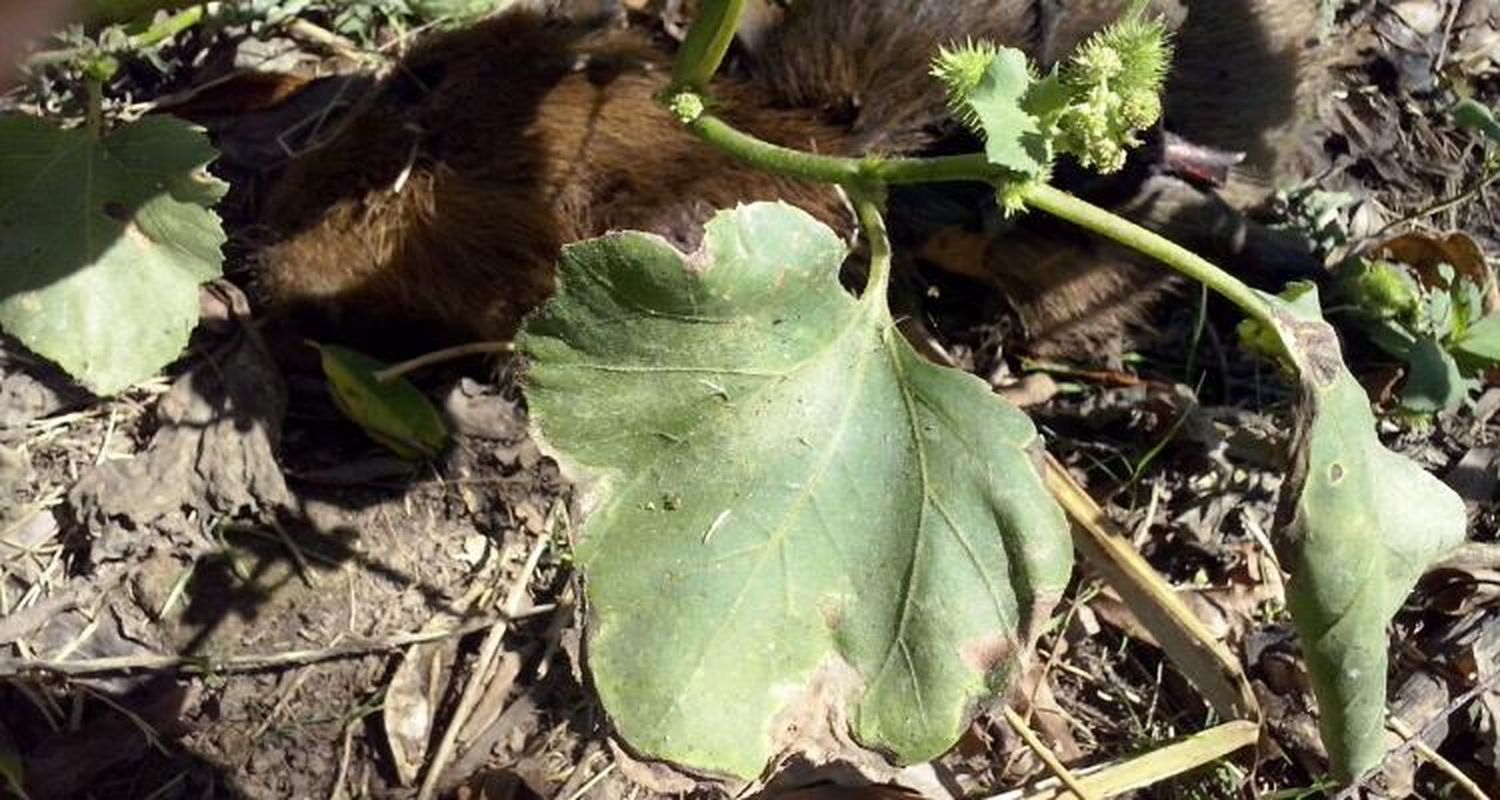 Preocupación por mortandad de nutrias en la zona de islas