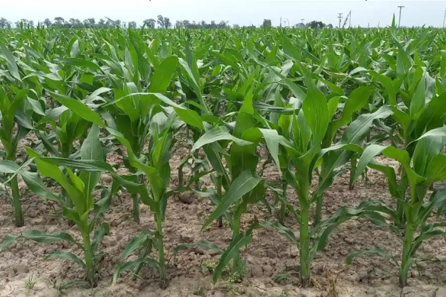 Lote con maíz temprano; en etapa de crecimiento vegetativo, en el centro del departamento Castellanos.