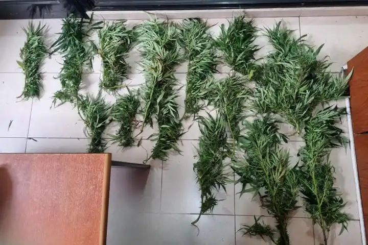 Robo de cannabis en la zona: cayó un joven de 18 años con plantas que no eran suyas
