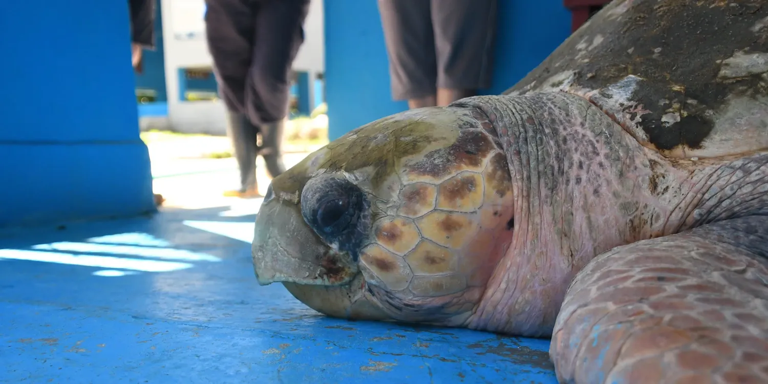 Al ser hallado en una playa, a fines de octubre, el reptil presentaba un cuadro de debilidad generalizada.