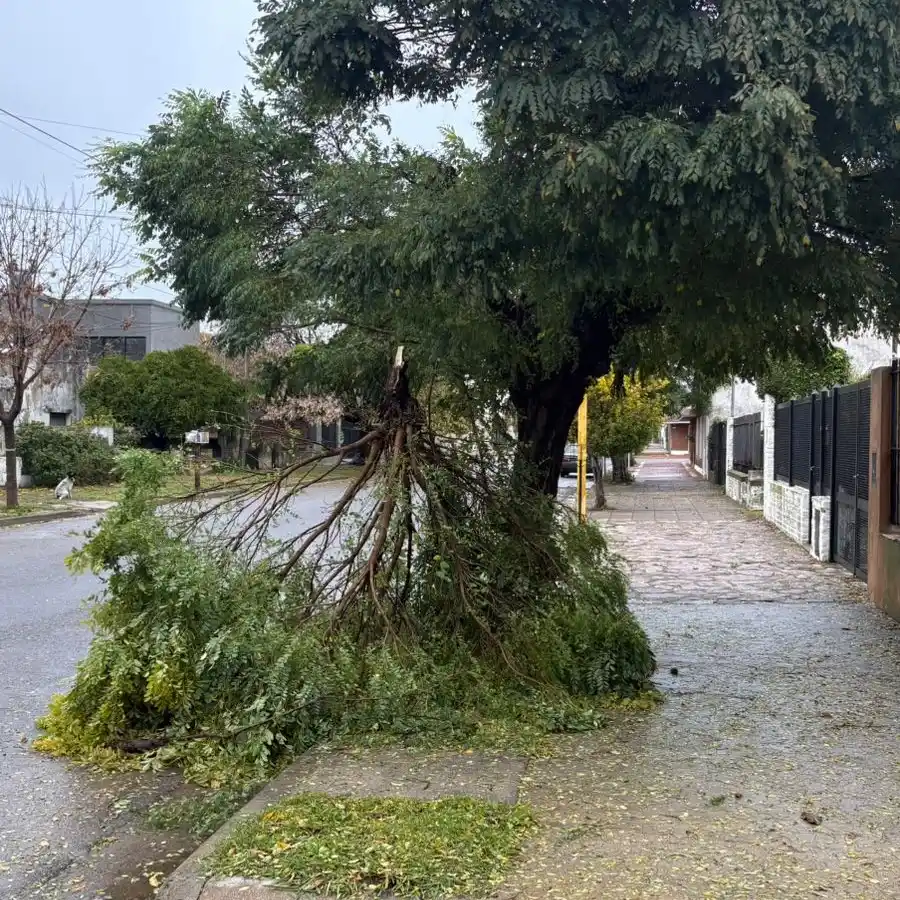 Lo que dejó el viento. Algunas ramas en Sebastián Costa al 900
