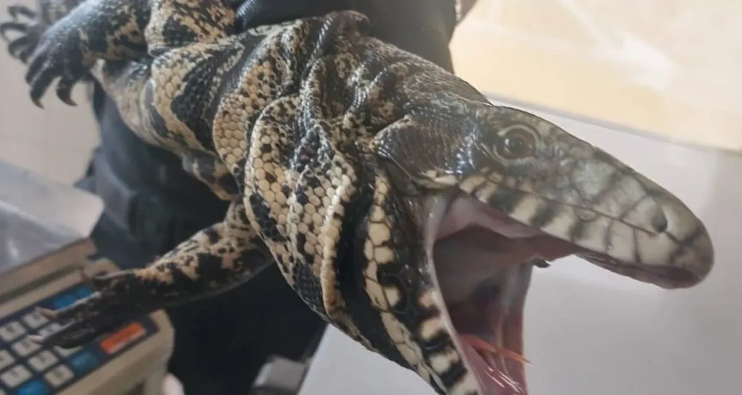 El animal será liberado en algún lugar que todavía no se determinó.