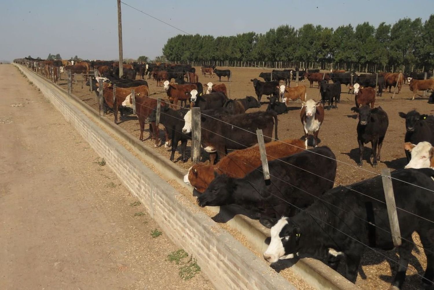 Nuevos desafíos para el engorde a corral.