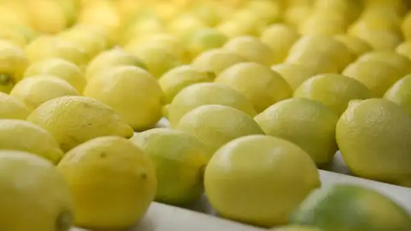 campo-limon-tucuman-fruta
