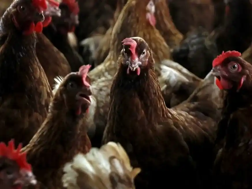 Las proyecciones globales anticipan un escenario favorable para el crecimiento del sector.