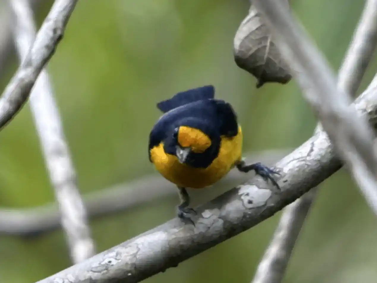 Euphonia violácea, nombre científico de la nueva especie registrada. Foto cortesía: WWF Colombia