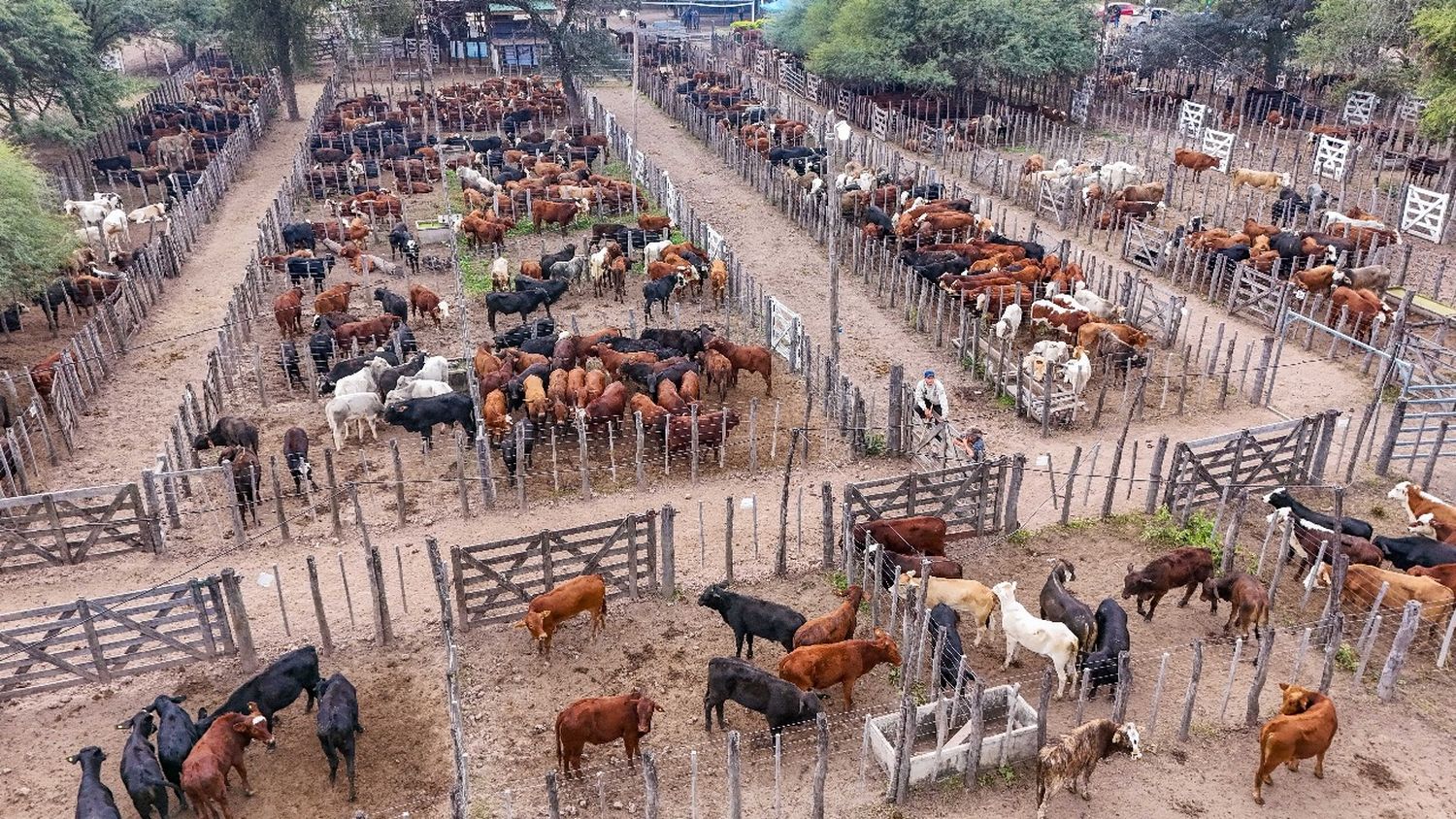 Productores comercializaron más de mil cabezas de ganado