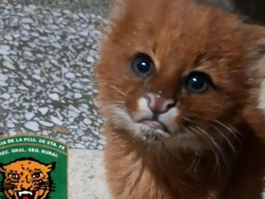 El felino será trasladado a la Granja La Esmeralda para su atención y posterior regreso a su habitat natural. Crédito: El Litoral.