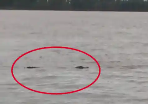 Video: Pescadores avistaron un yacaré en la zona portuaria de Ramallo