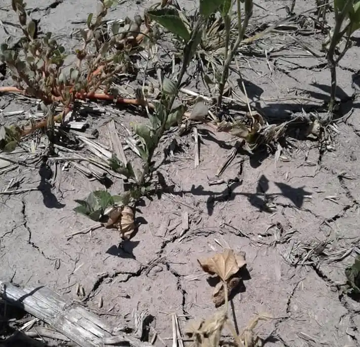 Desde Farer piden que el gobierno provincial  “brinde propuestas concretas” para el sector agropecuario