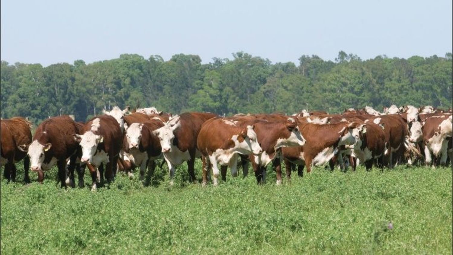 Lanzan un programa nacional “carbono neutro” para alimentos, bebidas y bioenergías de exportación