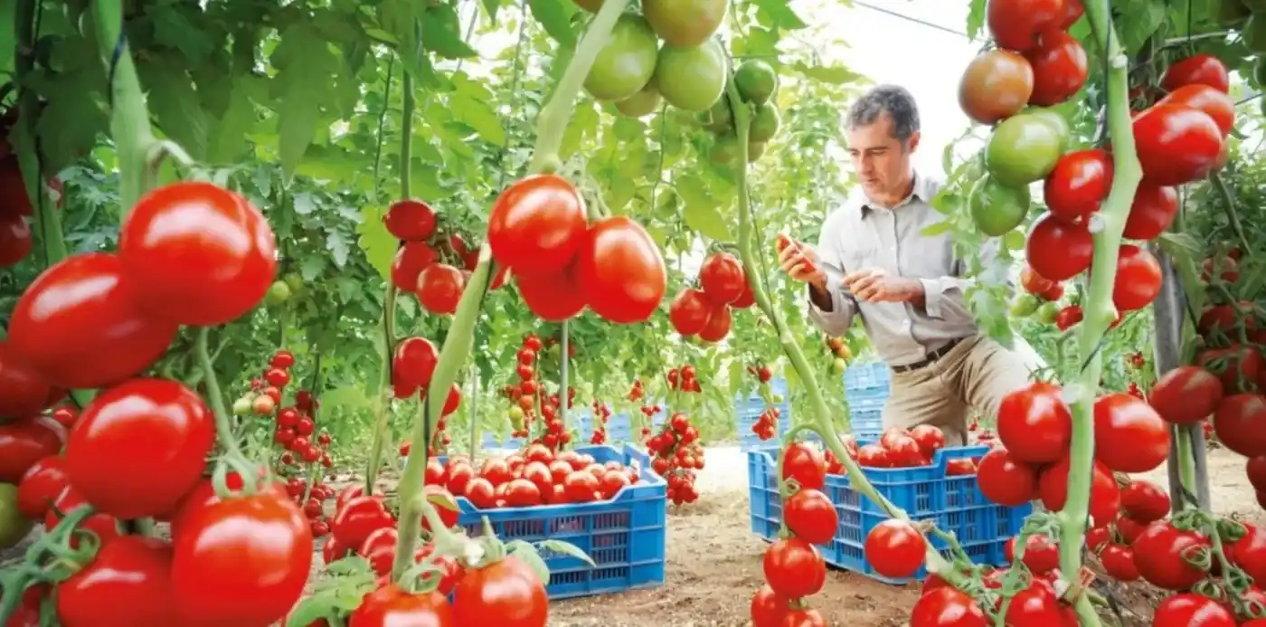 En La Plata se desarrolla la Fiesta del Tomate