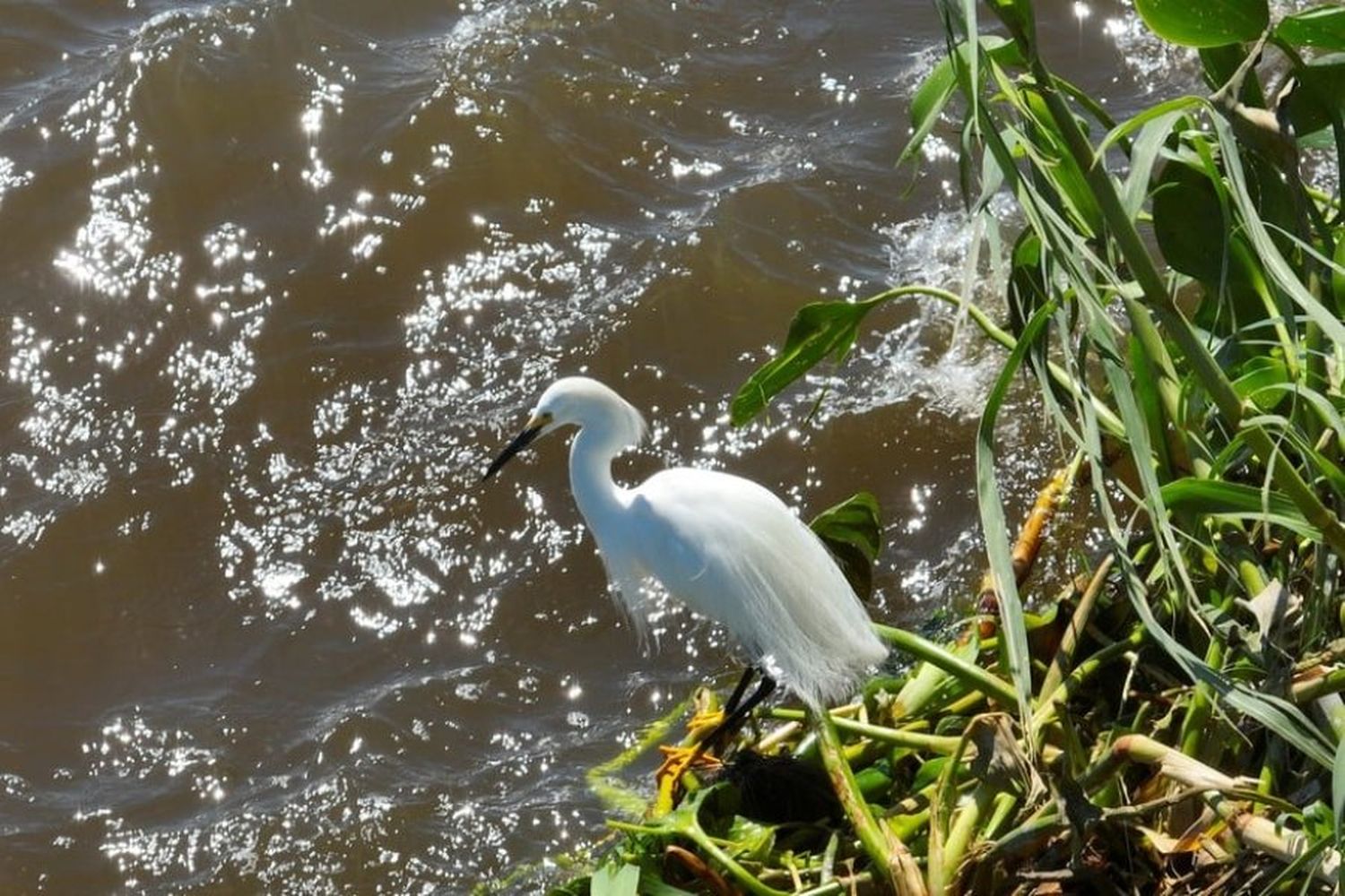 En primer plano. La fauna acompaña la llegada de la vegetación. Foto: Fernando Nicola