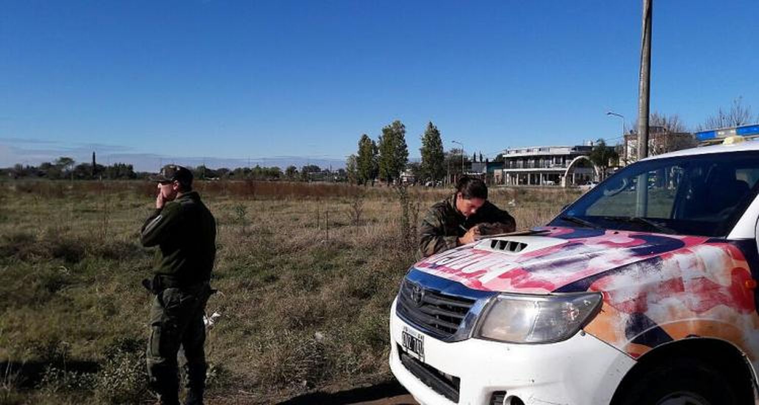 Ruta 9: Robaron vacas y ocasionaron un accidente