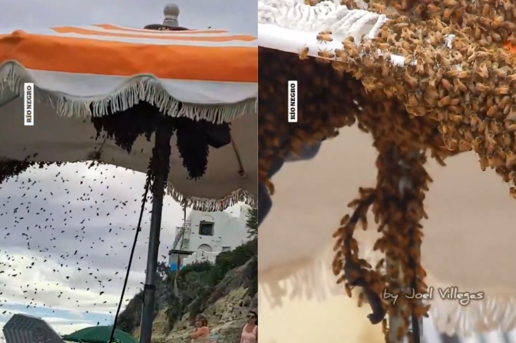 Invasión de abejas