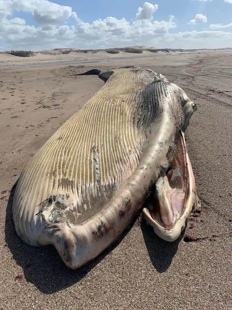 Encuentran una ballena encallada en la costa de San Cayetano