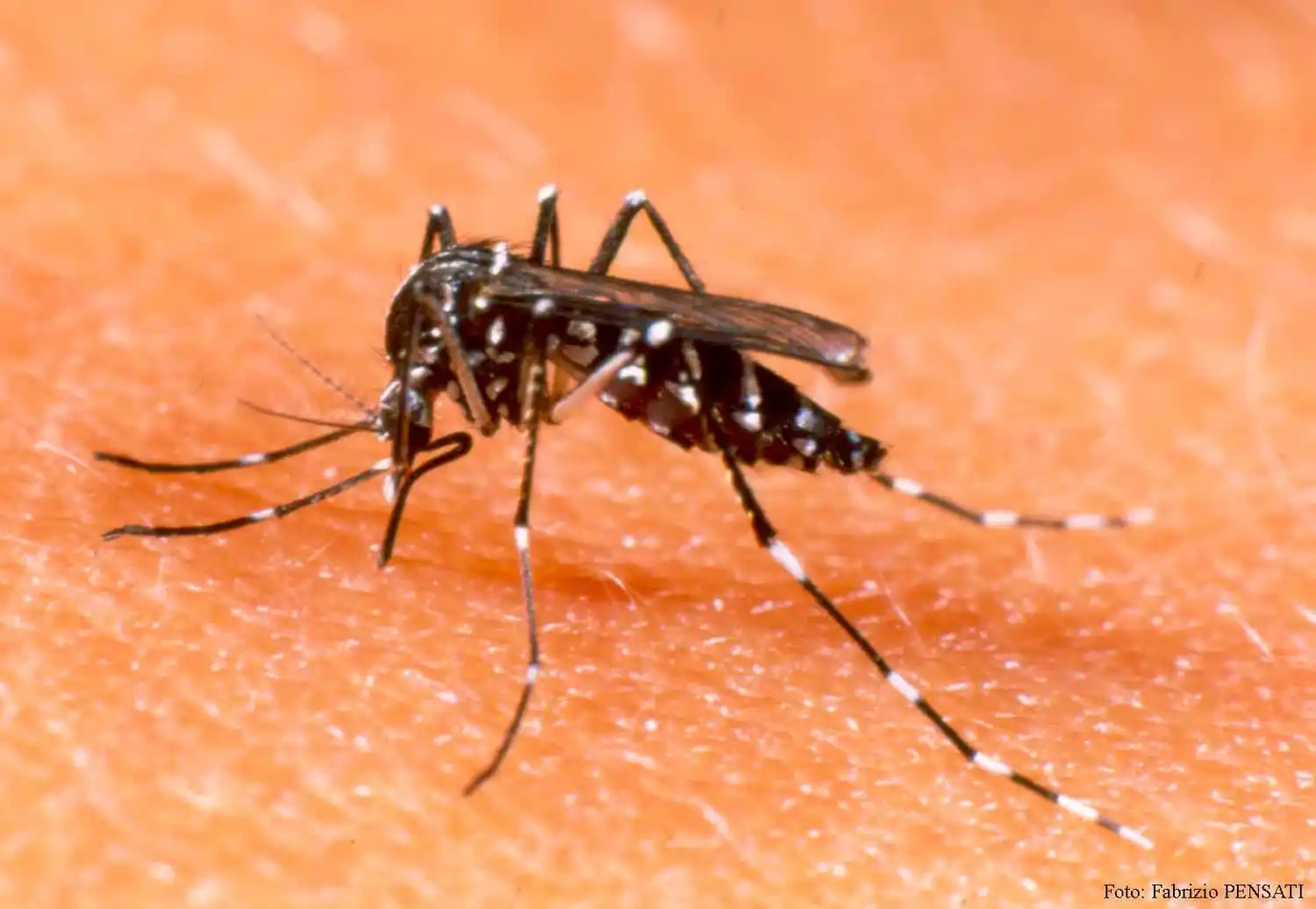 El Aedes aegypti