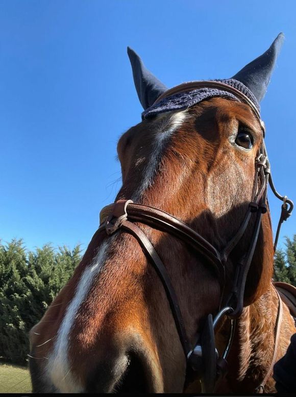 Caballos perdidos