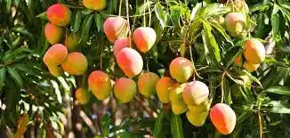 JOVEN MURIÓ ELECTROCUTADO: mientras intentaba tumbar mangos, la vara tocó un cable de alta tensión