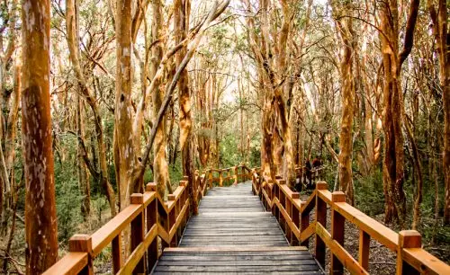 Una visita al parque nacional Los Arrayanes