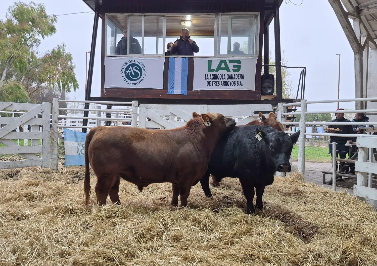 Con la tercera venta anual de Quequén Sur, la Exposición Rural 2026 pone primera
