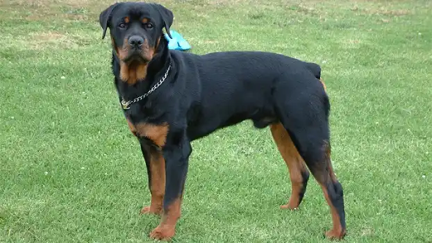 Niña muere atacada por rottweiler en Uruguay